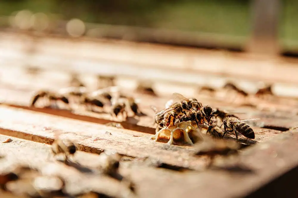 Africanization of Arizona’s European Honey Bees