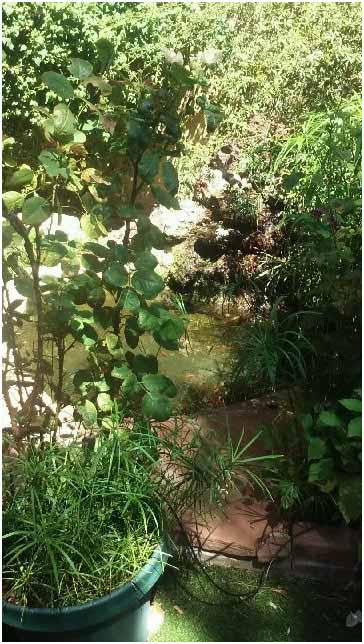 A customer in Mesa, AZ reported a problem with bees at his fish pond