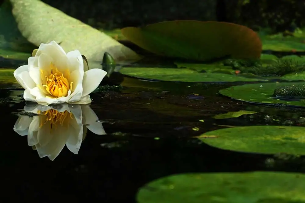 Bees Near a Pond