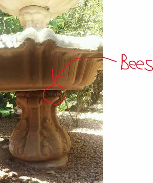 You can see bees gathering on the water fountain at a residence in Mesa, AZ