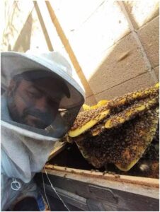 Our Bee Removal Technician in Mesa AZ