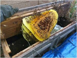 Honeycomb Removal from Wooden Chest in Mesa AZ