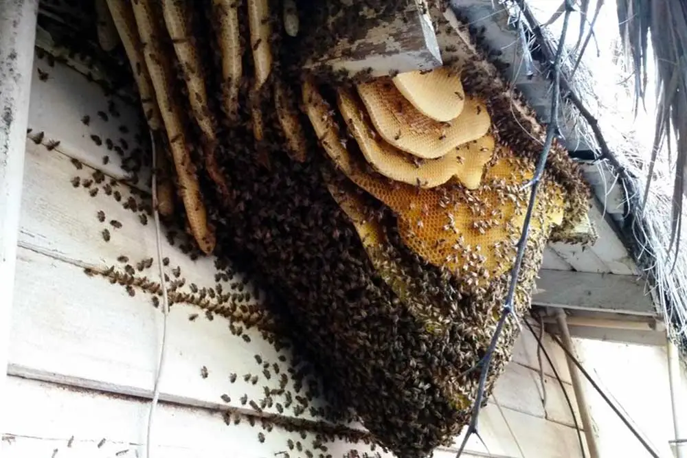 Bee colony under eaves of chandler home