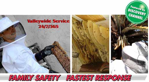 Bee Removal Services We Provide - AZ Bee Removal