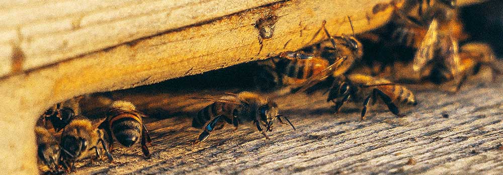 Bee Removal Paradise Valley AZ