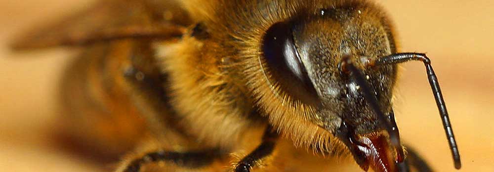 Bee Removal Rio Verde AZ