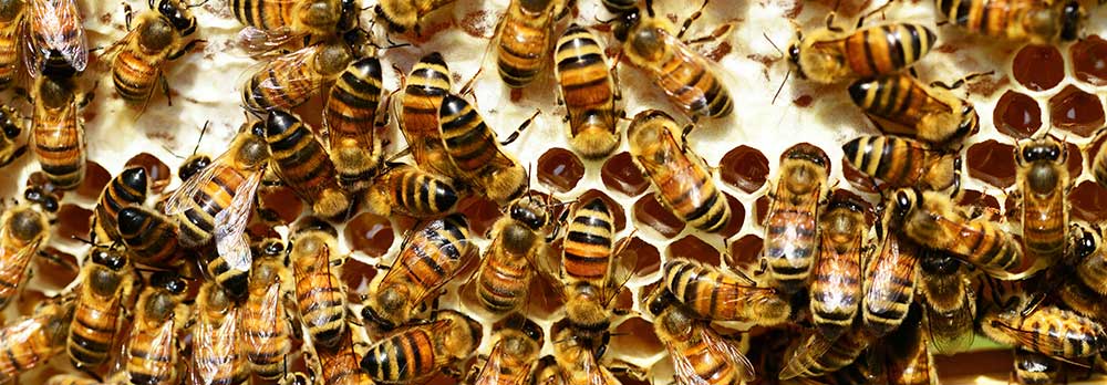 Bee Removal Apache Junction AZ