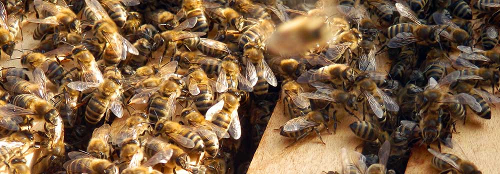 Tolleson Bee Removal