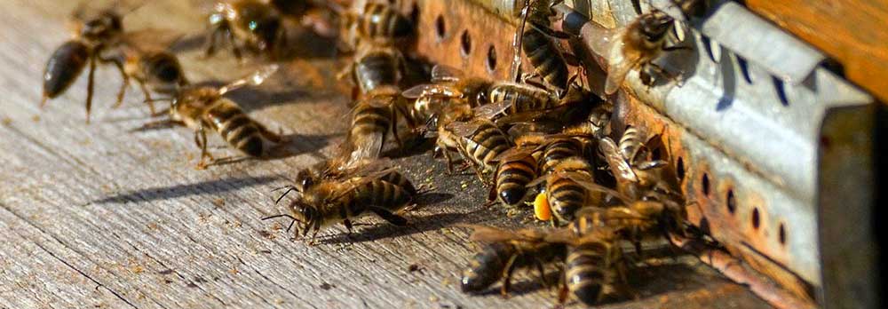 Bee and Wasp Removal in El Mirage AZ