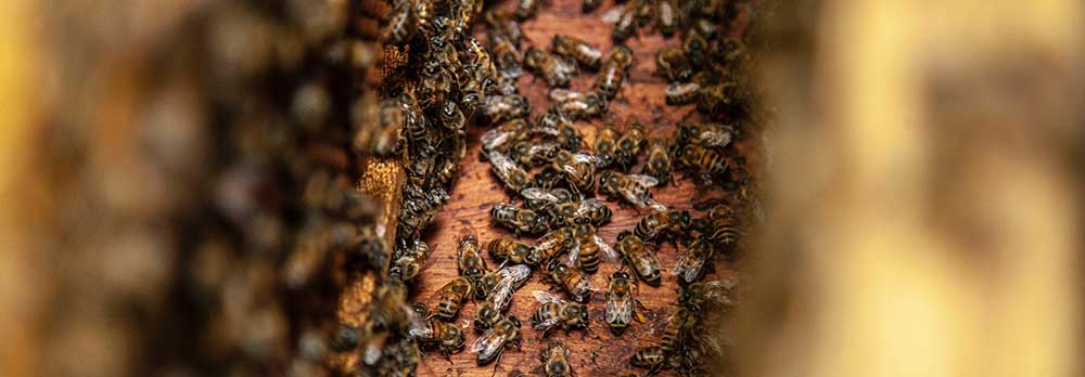 Bee Removal Casa Grande AZ