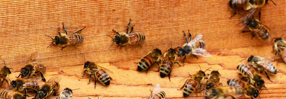 Litchfield Park Bee Removal