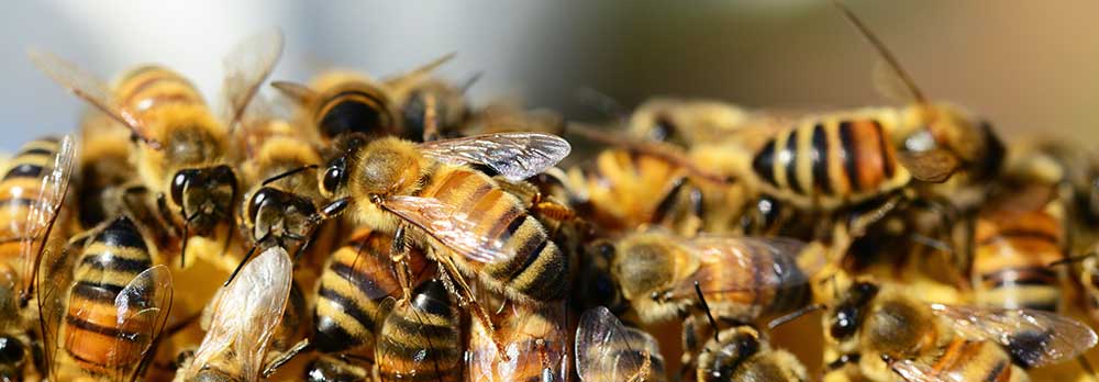 Maricopa AZ Bee Removal