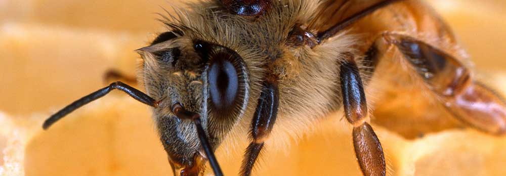 Peoria AZ Bee Removal