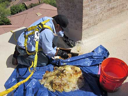 honeycomb removal service