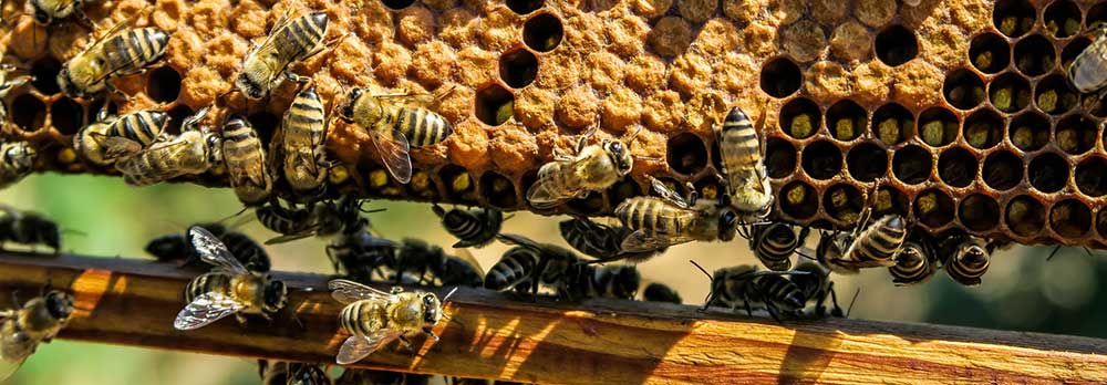 Bee Removal in Buckeye AZ