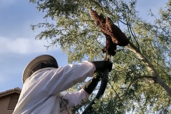 Live Bee swarm removal from a tree