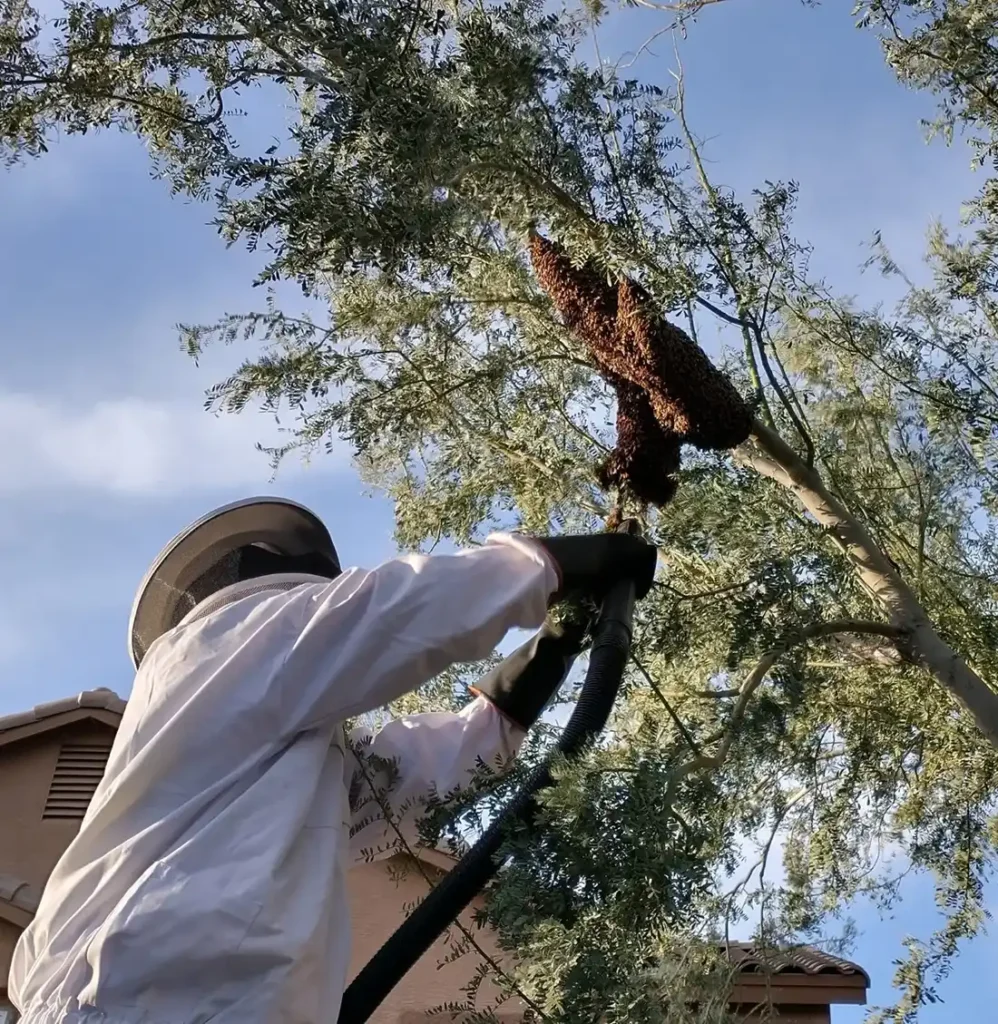 Live Bee swarm removal from a tree