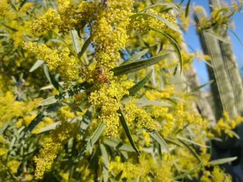 Mesa Honeybee foraging on African Sumac