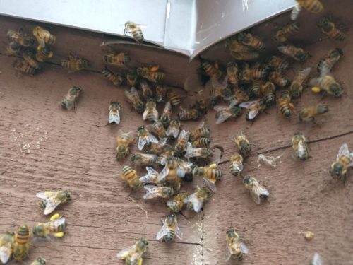 Scottsdale Bees Gathering Pollen