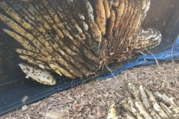 Scottsdale live bee removal under shed