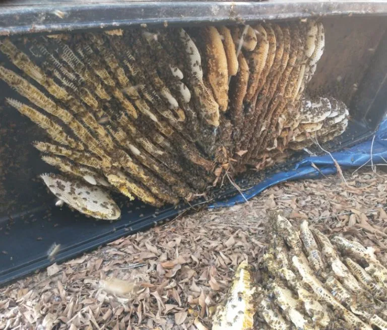 Scottsdale live bee removal under shed