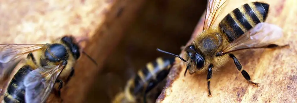 Queen Creek Bee Removal