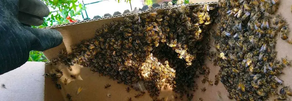 Bee and Wasp Removal in Eloy