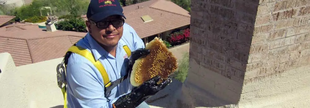 Florence Bee Removal Services