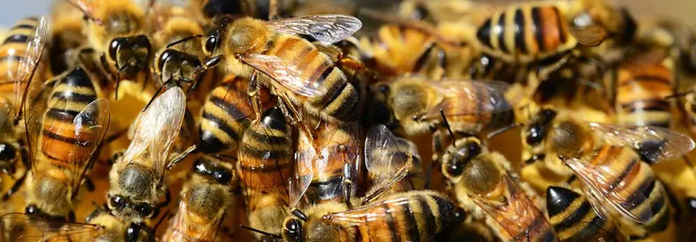 Gilbert AZ Bee Removal & Wasp Removal