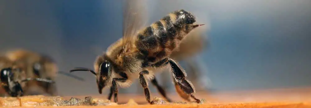 Gold Canyon Bee Removal