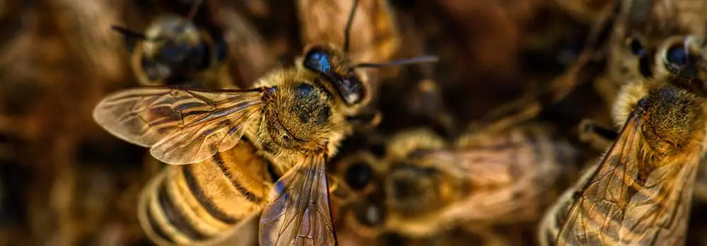 San Tan Valley Bee Removal