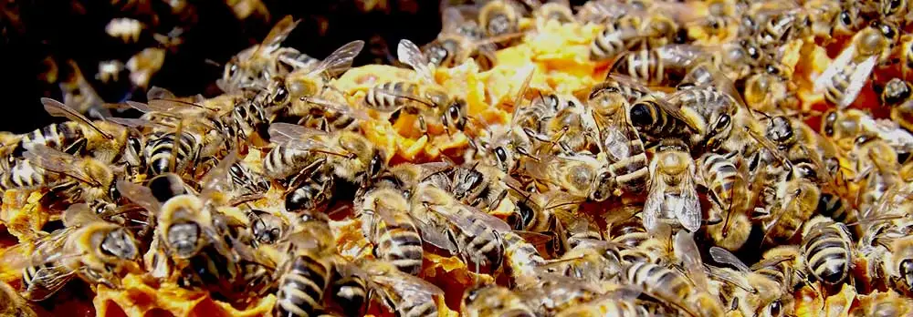 Bee Removal Surprise AZ