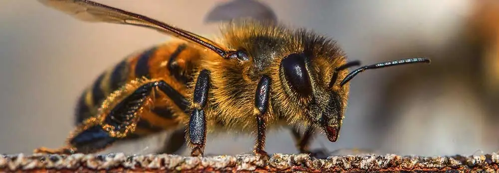 Tempe Bee Removal