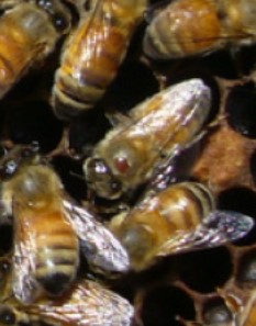 Bee with Varroa mite